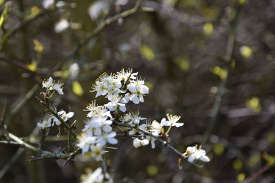 Close-up of white cherry blossom tree