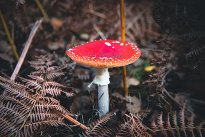 Close-up of fly agaric mushroom