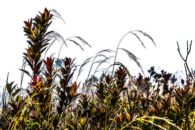 Low angle view of plants growing on field against clear sky