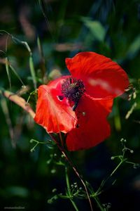 Close-up of red poppy blooming on plant