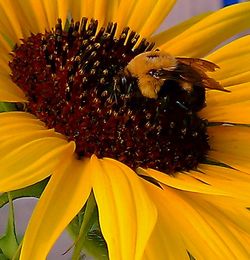 Close-up of sunflower