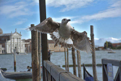 Seagull flying over wooden post against sky