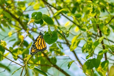 Butterfly on leaf