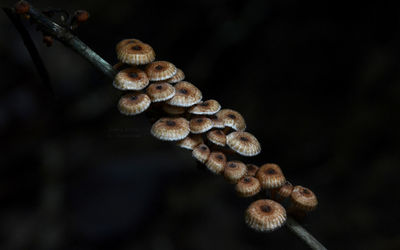 Close-up of pine cone on tree
