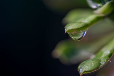 Close-up of water drops on plant