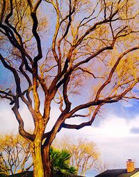 Low angle view of tree at sunset