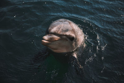 High angle view of dolphin swimming in sea