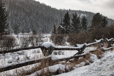 White horse on snow covered land