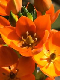 Close-up of orange flowers
