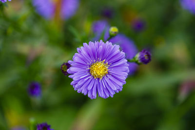 Close-up of purple flowering plant