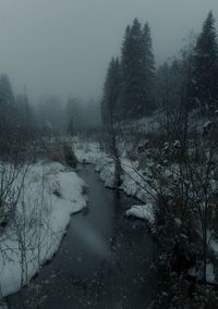 Scenic view of forest during winter