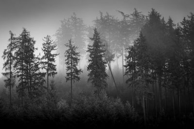 Pine trees in forest against sky