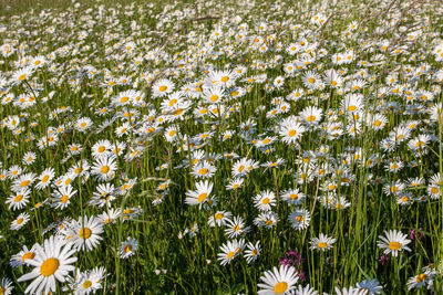 Close-up of flowering plants growing on field