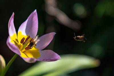 Close-up of bee pollinating on purple flower