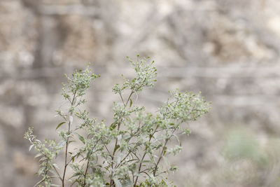 Close-up of flowering plant