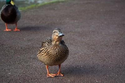 Ducks on a road