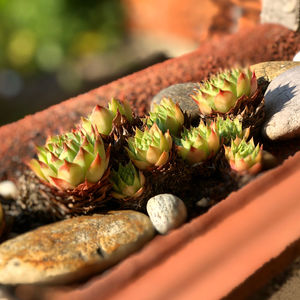 Close-up of fresh vegetables