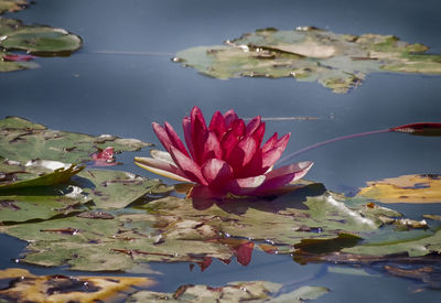 Close-up of pink water lily in lake