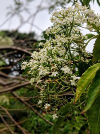 Close-up of white flowering plant