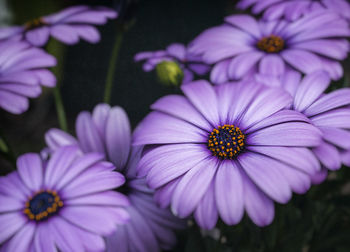 Close-up of purple flowers