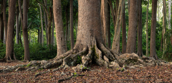 Roots and trunks of the tropical trees in andaman islands' forest, india