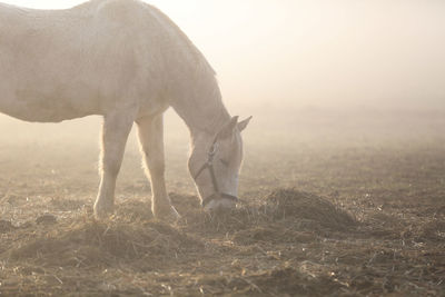 Breakfast in the fog