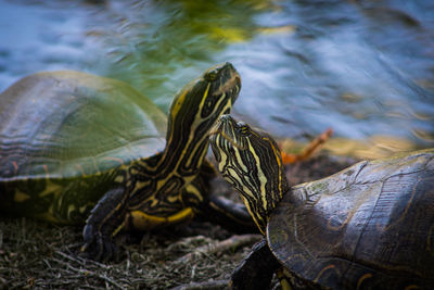 Close-up of turtle in lake