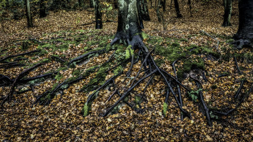 View of tree trunks in forest