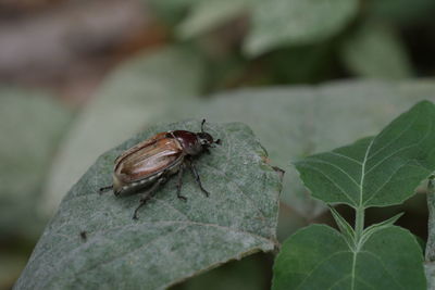 Close-up of insect on plant