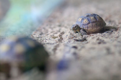 Close-up of shell on rock