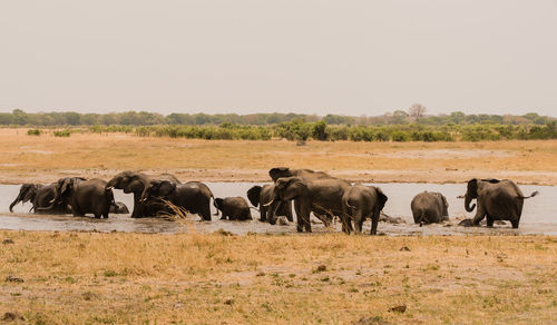 Horses on field against clear sky