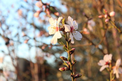 Close-up of white flowers on branch