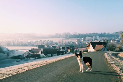 Dog on road