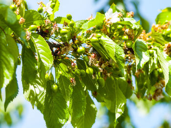 Low angle view of fruits growing on tree