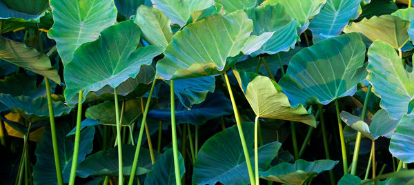 High angle view of flowering plant leaves on land