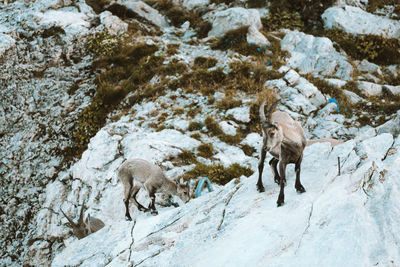 View of sheep on snow covered rock