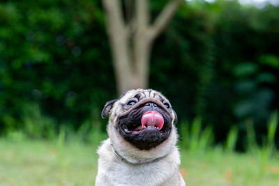 Close-up of a dog