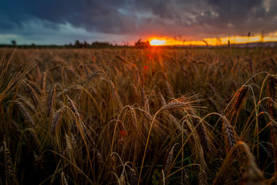 Scenic view of wheat field against sky during sunset