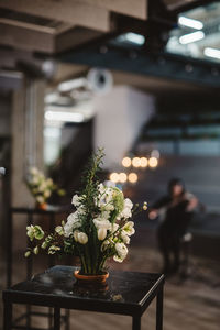 Potted plant in vase