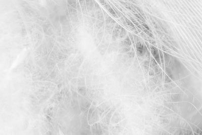 Full frame shot of white flower