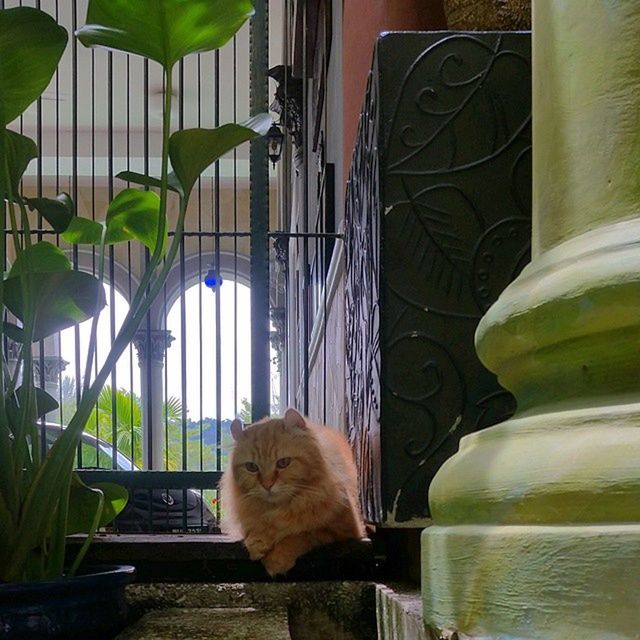 potted plant, built structure, architecture, window, plant, indoors, green color, day, leaf, no people, water, glass - material, growth, wall - building feature, sunlight, arch, close-up, building exterior, nature