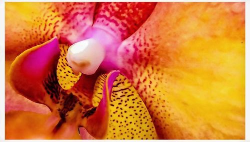 Close-up of yellow flower