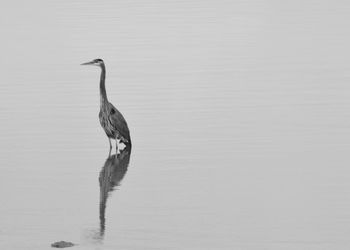 View of a bird in lake