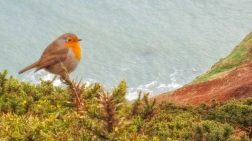 Bird perching on shore