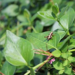 Close-up of insect on leaf