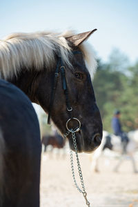 Close-up of a horse