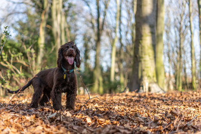 Cocker spaniel puppy.