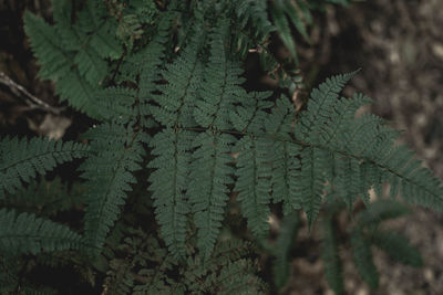 Close-up of fern leaves