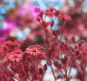 Close-up of pink flowering plants