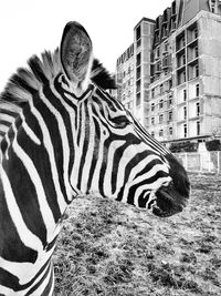 Close-up of zebra against sky